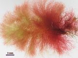 4 – Aspetto del tallo della fase tetrasporofitica
